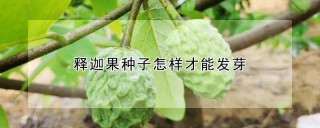 释迦果种子怎样才能发芽,第1图