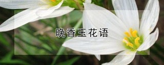 晚香玉花语,第1图