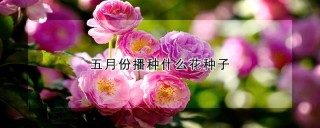 五月份播种什么花种子,第1图