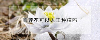 雪莲花可以人工种植吗,第1图