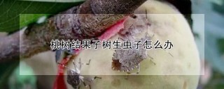 桃树结果子树生虫子怎么办,第1图