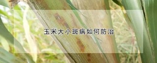 玉米大小斑病如何防治,第1图