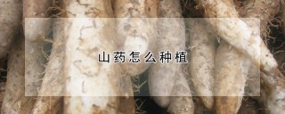 山药怎么种植,第1图