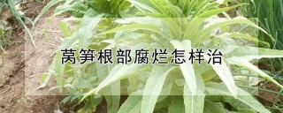 莴笋根部腐烂怎样治,第1图