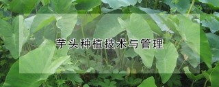 芋头种植技术与管理,第1图