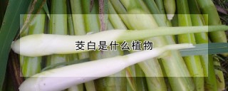 茭白是什么植物,第1图