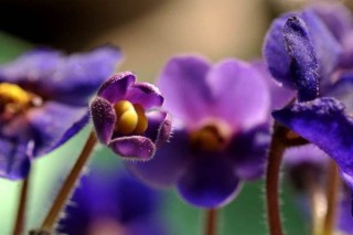 紫罗兰花语,第3图