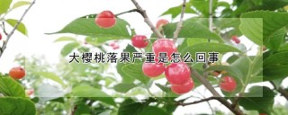 大樱桃落果严重是怎么回事,第1图