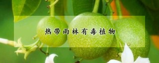 热带雨林有毒植物,第1图