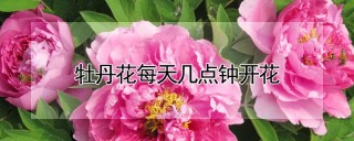 牡丹花每天几点钟开花,第1图