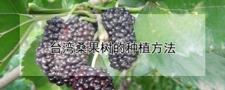台湾桑果树的种植方法,第1图