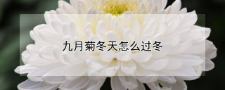 九月菊冬天怎么过冬,第1图