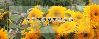 多头向日葵要掐头吗,第1图