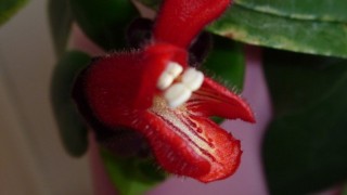 口红吊兰一年开几次花,第1图