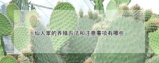 仙人掌的养殖方法和注意事项有哪些,第1图