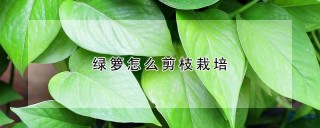 绿箩怎么剪枝栽培,第1图