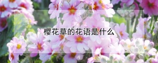樱花草的花语是什么,第1图