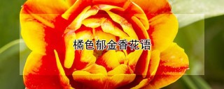 橘色郁金香花语,第1图