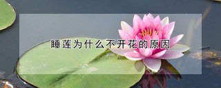 睡莲为什么不开花的原因,第1图