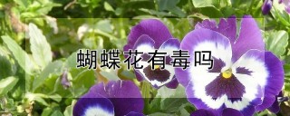 蝴蝶花有毒吗,第1图