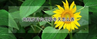 光辉岁月向日葵冬天怎么养,第1图