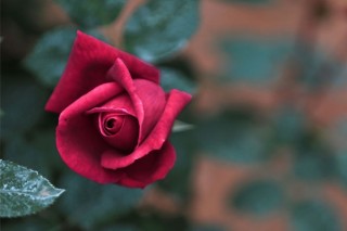 一朵玫瑰花语,第3图