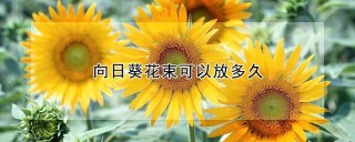 向日葵花束可以放多久,第1图