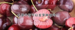 车厘子核可以发芽种植吗?,第1图