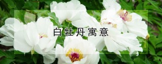 白牡丹寓意,第1图