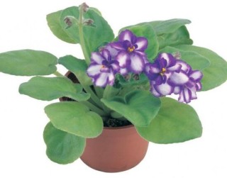 盆栽紫罗兰怎么养，紫罗兰的养殖方法,第6图
