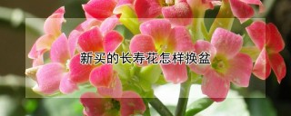 新买的长寿花怎样换盆,第1图