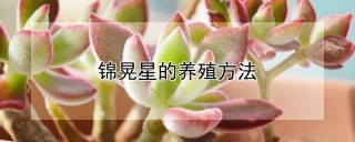 锦晃星的养殖方法,第1图