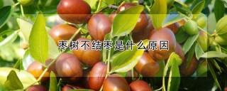 枣树不结枣是什么原因,第1图