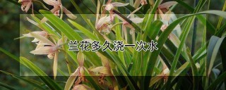 兰花多久浇一次水,第1图