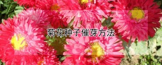 菊花种子催芽方法,第1图