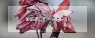 玫瑰花凋谢了怎么处理,第1图