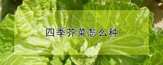 四季芥菜怎么种,第1图