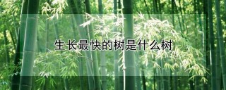 生长最快的树是什么树,第1图