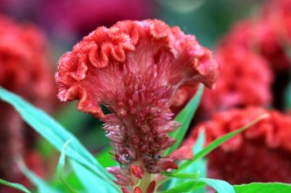 开红花的植物,第3图
