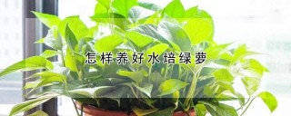 怎样养好水培绿萝,第1图