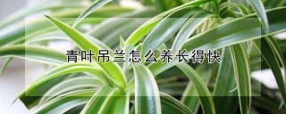 青叶吊兰怎么养长得快,第1图