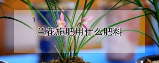 兰花施肥用什么肥料,第1图