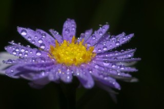 紫罗兰鲜花蔫了怎么办,第3图