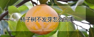 柿子树不发芽怎么回事,第1图