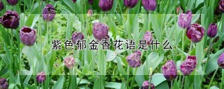 紫色郁金香花语是什么,第1图