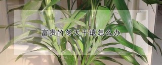 富贵竹冬天干瘪怎么办,第1图