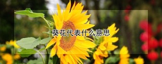 葵花代表什么意思,第1图