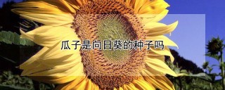 瓜子是向日葵的种子吗,第1图