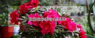 杜鹃花好养吗?怎么养,第1图