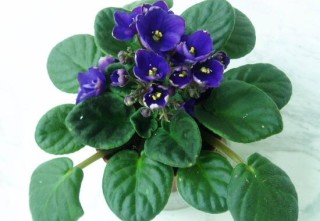 盆栽紫罗兰怎么养，紫罗兰的养殖方法,第7图